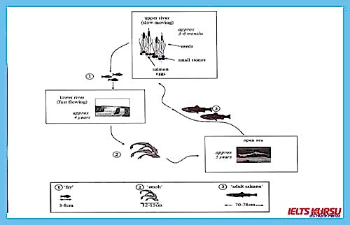 writing task 1 process